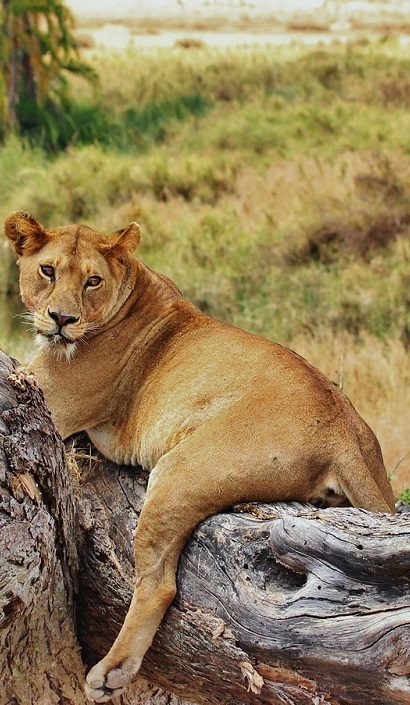 Nyerere National Park, Tanzania